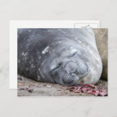 Elefantenschlafen Siegel Postkarte (Vorne/Hinten)