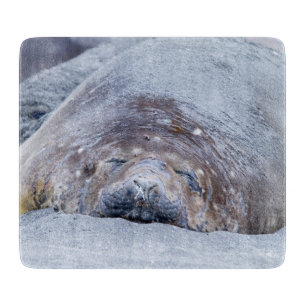 Elefantenschlafen Siegel Schneidebrett