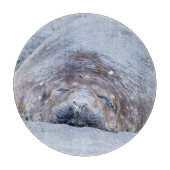 Elefantenschlafen Siegel Schneidebrett (Vorderseite)