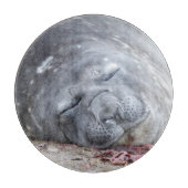 Elefantenschlafen Siegel Schneidebrett (Vorderseite)