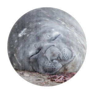 Elefantenschlafen Siegel Schneidebrett