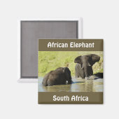 Elefantenschwimmmagnet Magnet (Vorderseite/Rückseite)