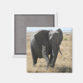 Elefantenspaziergang Magnet (Vorderseite/Rückseite)