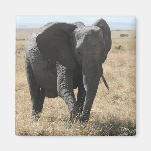 Elefantenspaziergang Magnet (Vorne)