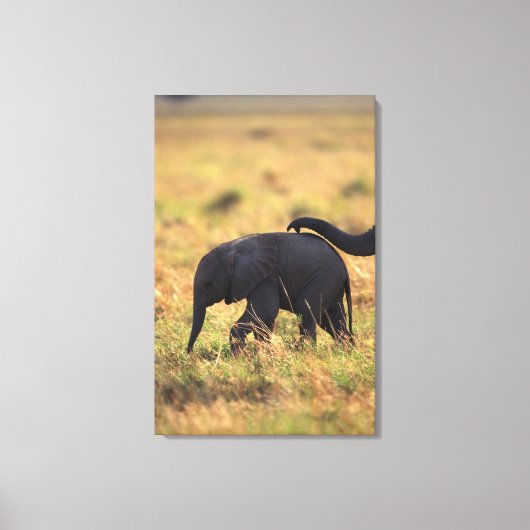 Elefantenstamm , der Nachkommen berühren soll , Ke Leinwanddruck (Vorderseite)