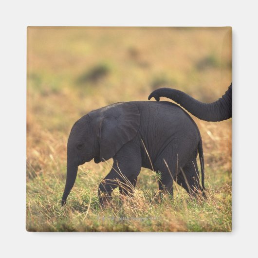 Elefantenstamm , der Nachkommen berühren soll , Ke Magnet (Vorne)