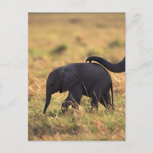 Elefantenstamm , der Nachkommen berühren soll , Ke Postkarte (Vorderseite)