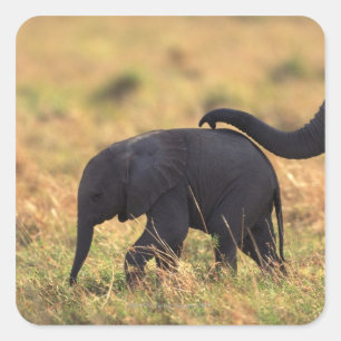 Elefantenstamm , der Nachkommen berühren soll , Ke Quadratischer Aufkleber
