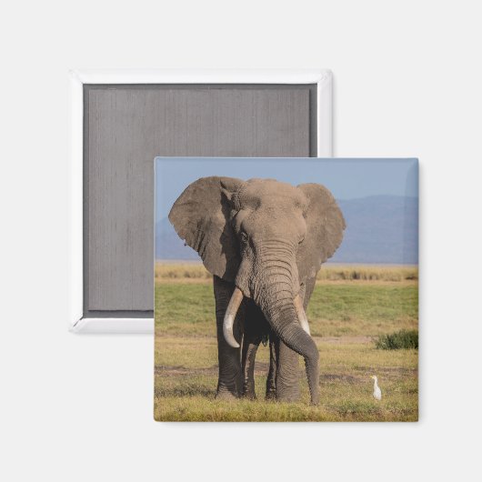 Elefantensuche Magnet (Vorderseite/Rückseite)