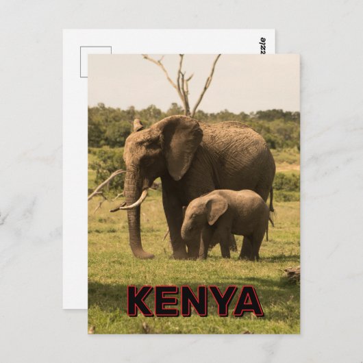 Elefantenweide in Kenia Postkarte (Vorne/Hinten)