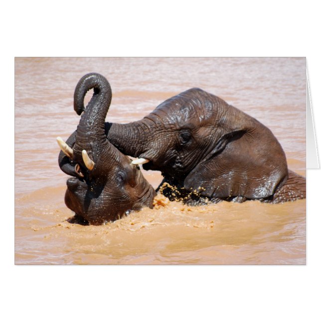 Elefantenwelt (Vorderseite (Horizontal))