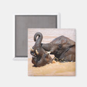 Elefantenwelt Magnet (Vorderseite/Rückseite)
