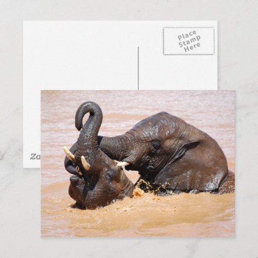 Elefantenwelt Postkarte (Vorne/Hinten)
