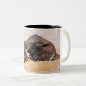 Elefantenwelt Zweifarbige Tasse (VorderseiteRechts)