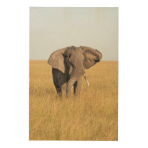 Elefantes Foto in einem natürlichen afrikanischen 