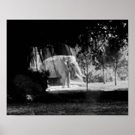 Elefantes Foto Print 14" x 11" Poster (Vorne)