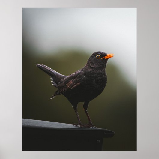 Elegance of the Common Blackbird Fine Art Poster (Vorne)