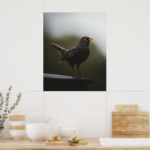 Elegance of the Common Blackbird Fine Art Poster (Küche)