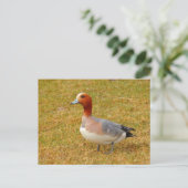 Elegance Postkarte (Stehend Vorderseite)