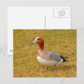 Elegance Postkarte (Vorne/Hinten)