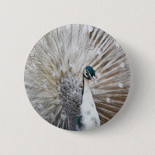 Elegant Albino Peacock Button (Vorderseite)