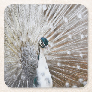 Elegant Albino Peacock Rechteckiger Pappuntersetzer