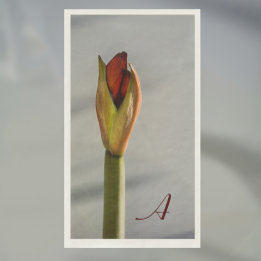 Elegant Amaryllis Bud Minimalistisch Serviette