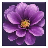 Elegant Anemone Fotodruck (Vorne)