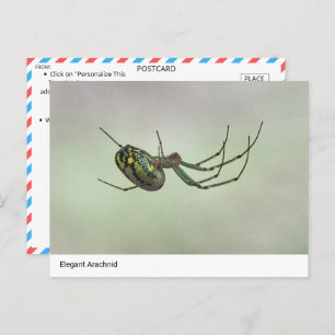 Elegant Arachnid - Artistic Weaver Postc Postkarte