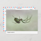 Elegant Arachnid - Artistic Weaver Postc Postkarte (Vorne/Hinten)