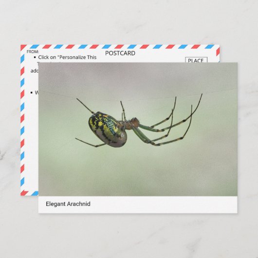 Elegant Arachnid - Artistic Weaver Postc Postkarte (Vorne/Hinten)