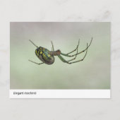 Elegant Arachnid - Artistic Weaver Postc Postkarte (Vorderseite)