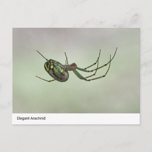 Elegant Arachnid - Artistic Weaver Postc Postkarte (Vorderseite)