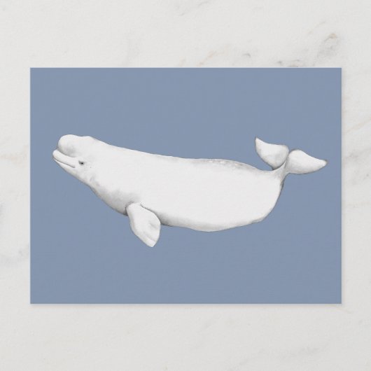 Elegant Beluga Whale Book Illustration Postkarte (Vorderseite)