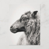 Elegant Black and White Sheep Profile Postcard Postkarte (Vorderseite)