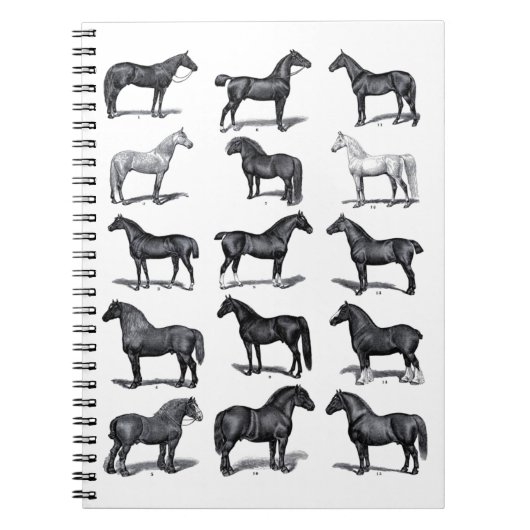 Elegant Black White Equestrian Vintage Horse Notizblock (Vorderseite)