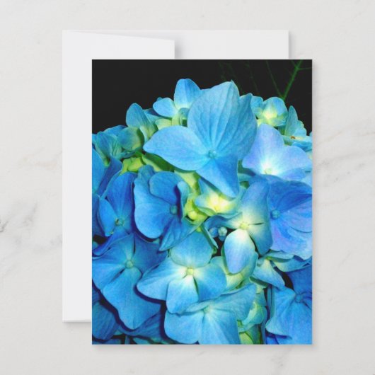 Elegant blaue aquamarine Hydrangeas blauer Rose Dankeskarte (Rückseite)