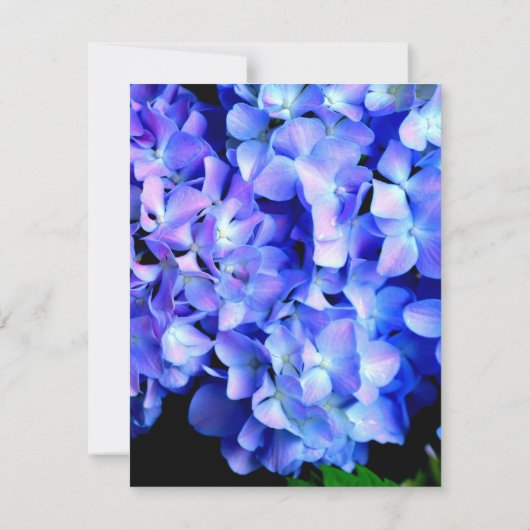 Elegant blaue lila Blumenhydrangeas Save The Date (Rückseite)