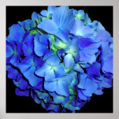 Elegant bläulich blühende Rose Blaue Hydrangeas Poster (Vorne)