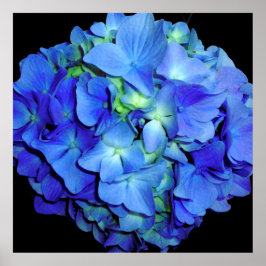 Elegant bläulich blühende Rose Blaue Hydrangeas Poster
