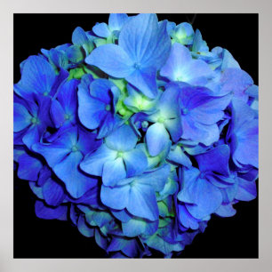 Elegant bläulich blühende Rose Blaue Hydrangeas Poster