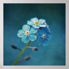 Elegant Blue Forget-me-not-Blume-Macro Poster
