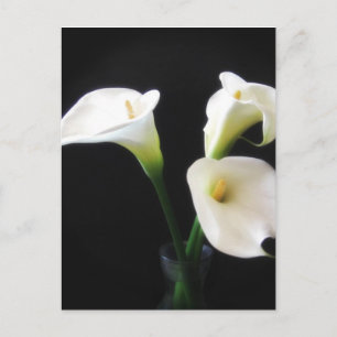 Elegant Calla Lily Blume 12 Postkarte