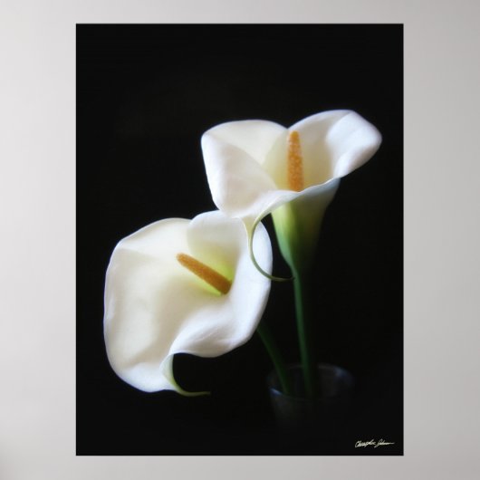 Elegant Calla Lily Blume 13 Poster (Vorne)