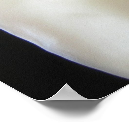 Elegant Calla Lily Blume 13 Poster (Ecke)