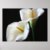 Elegant Calla Lily Blume 13 Poster (Vorne)