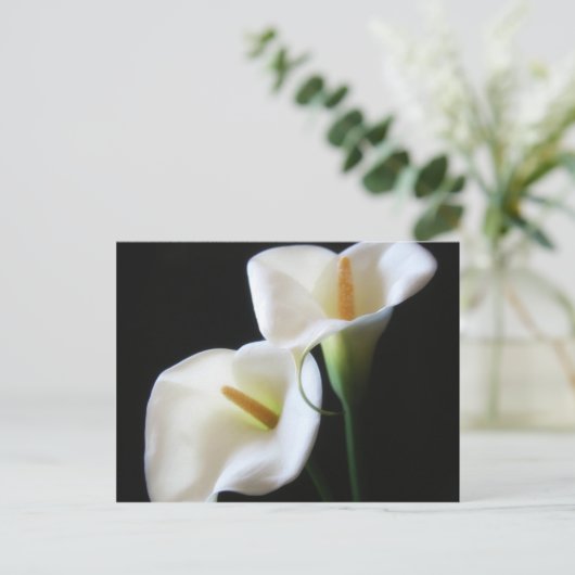 Elegant Calla Lily Blume 13 Postkarte (Stehend Vorderseite)