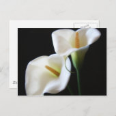 Elegant Calla Lily Blume 13 Postkarte (Vorne/Hinten)