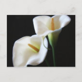 Elegant Calla Lily Blume 13 Postkarte (Vorderseite)