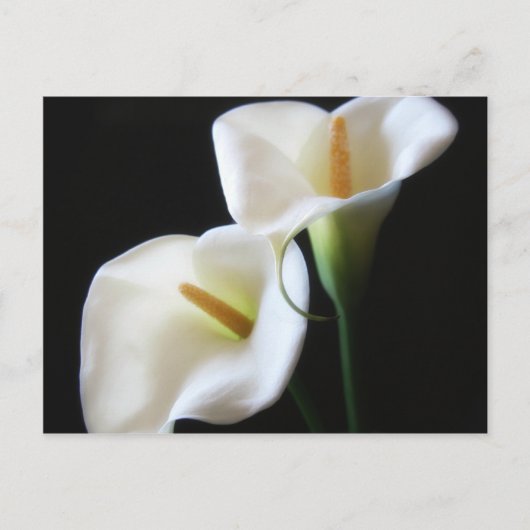 Elegant Calla Lily Blume 13 Postkarte (Vorderseite)